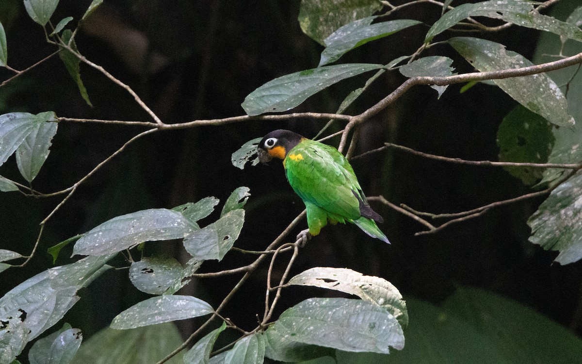 Orange-cheeked Parrot - ML646420126