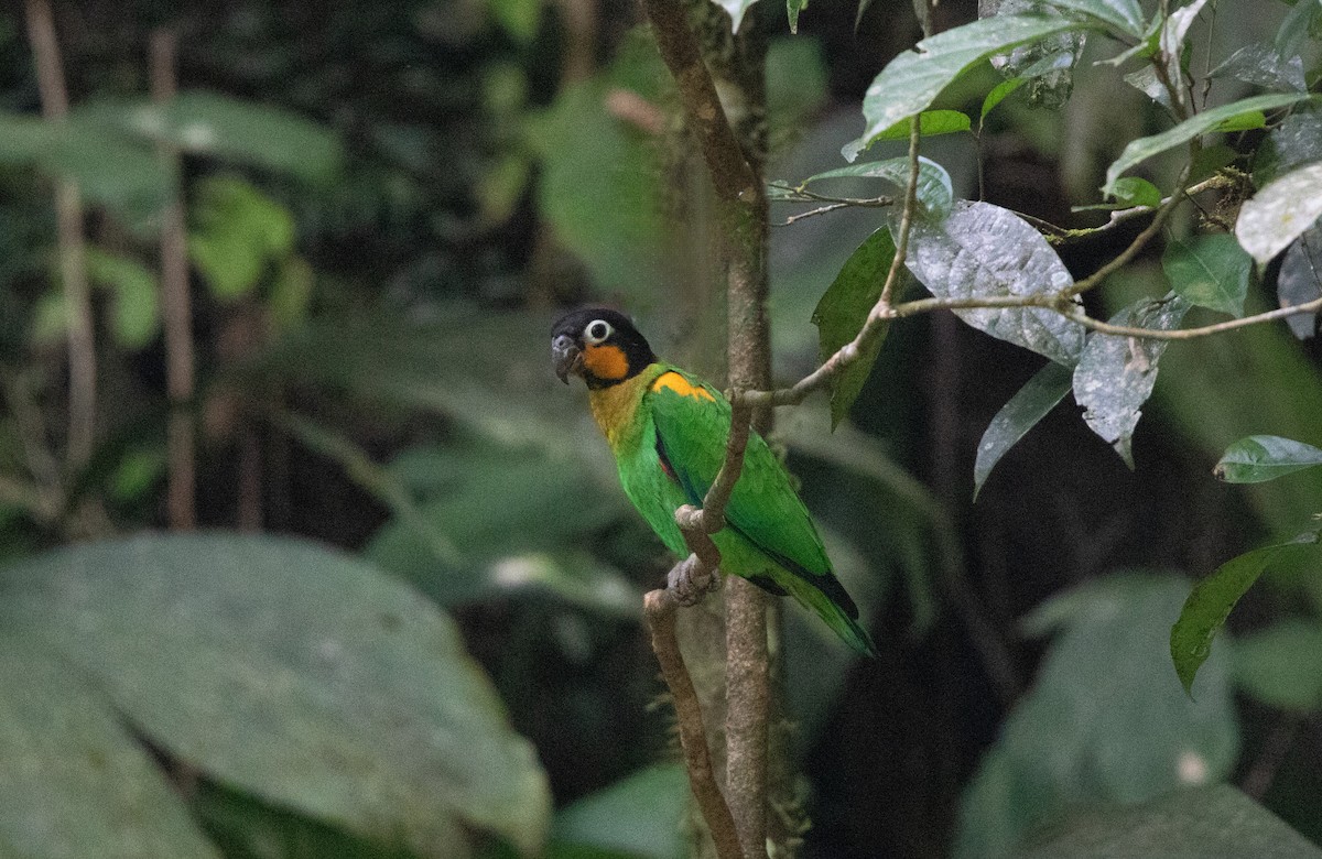 Orange-cheeked Parrot - ML646420127