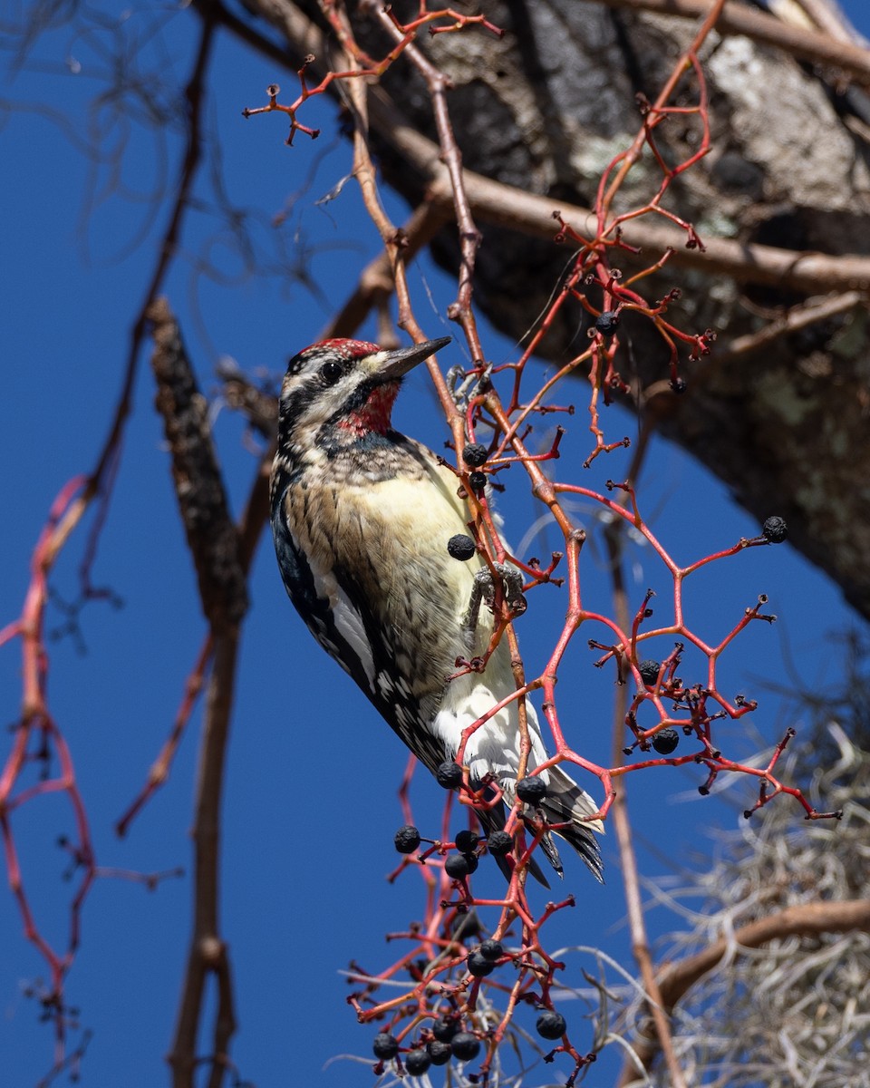 Yellow-bellied Sapsucker - ML646420129