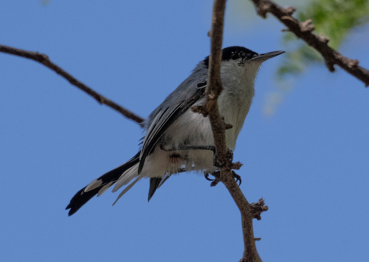 Tropical Gnatcatcher - ML646420131