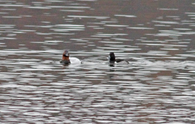 Canvasback - ML646420135