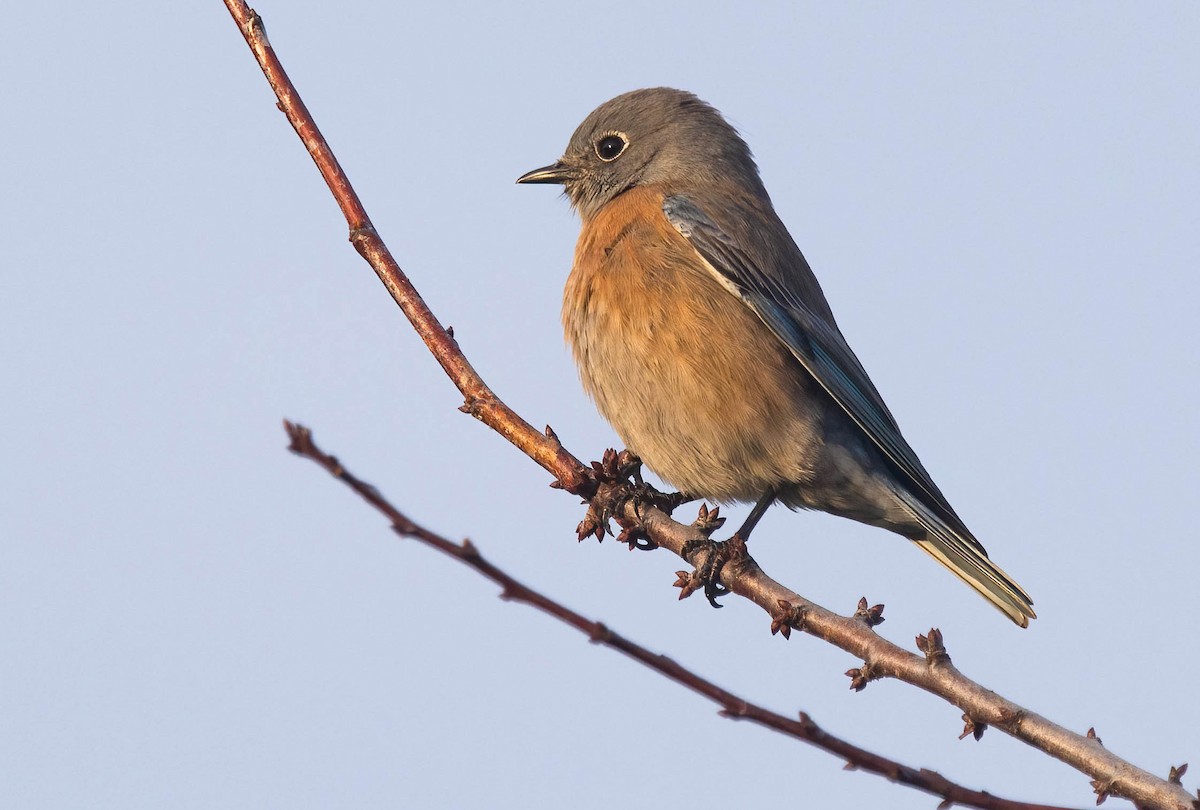 Western Bluebird - ML646420137