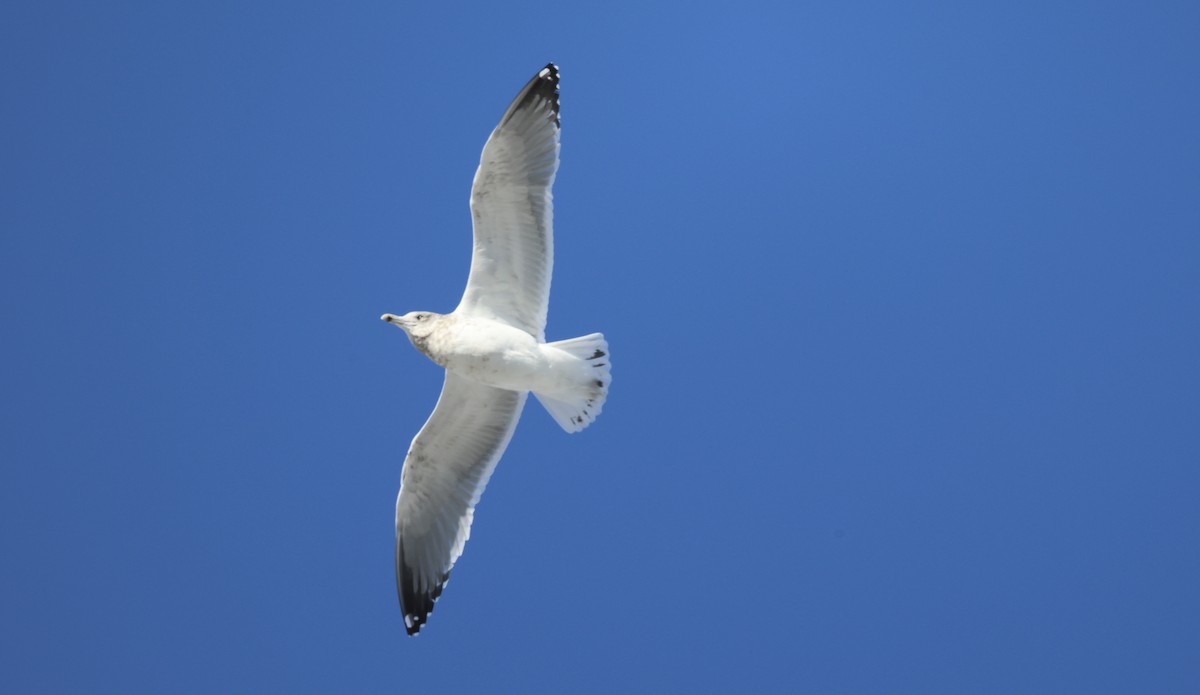 American Herring Gull - ML646420139