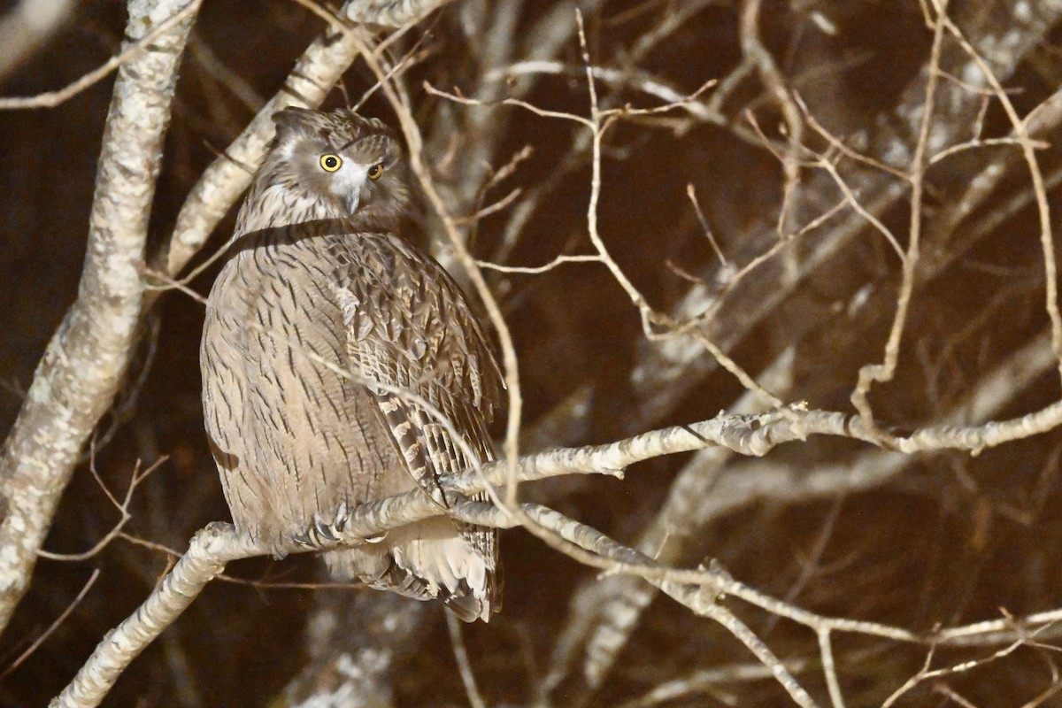 Blakiston's Fish-Owl - ML646420140