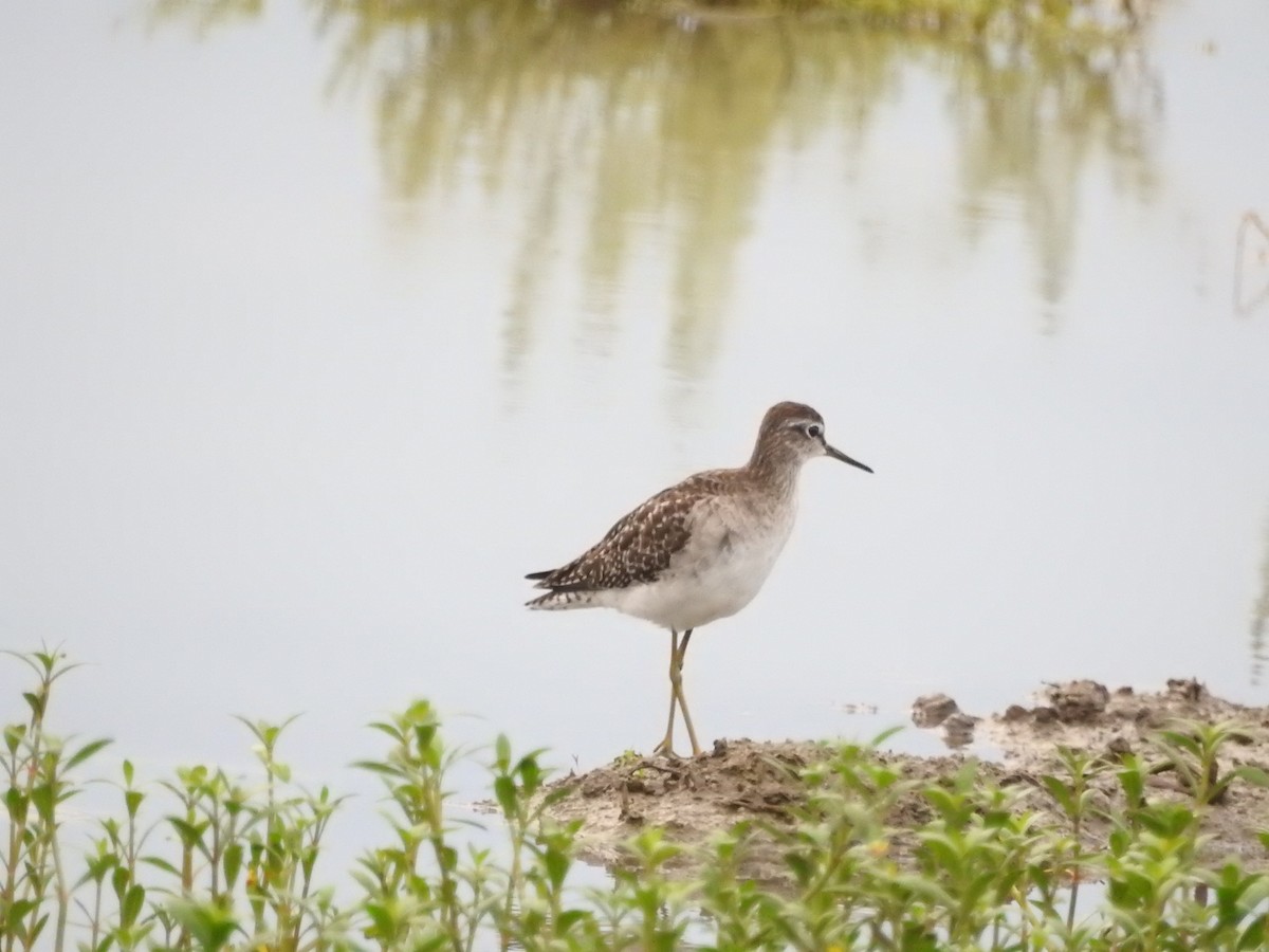 grønnstilk - ML646420143