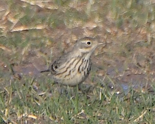 linduška tundrová - ML646420144