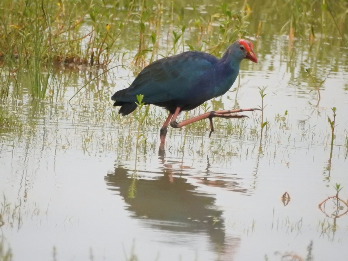 Uroilo urdin burugrisa - ML646420145