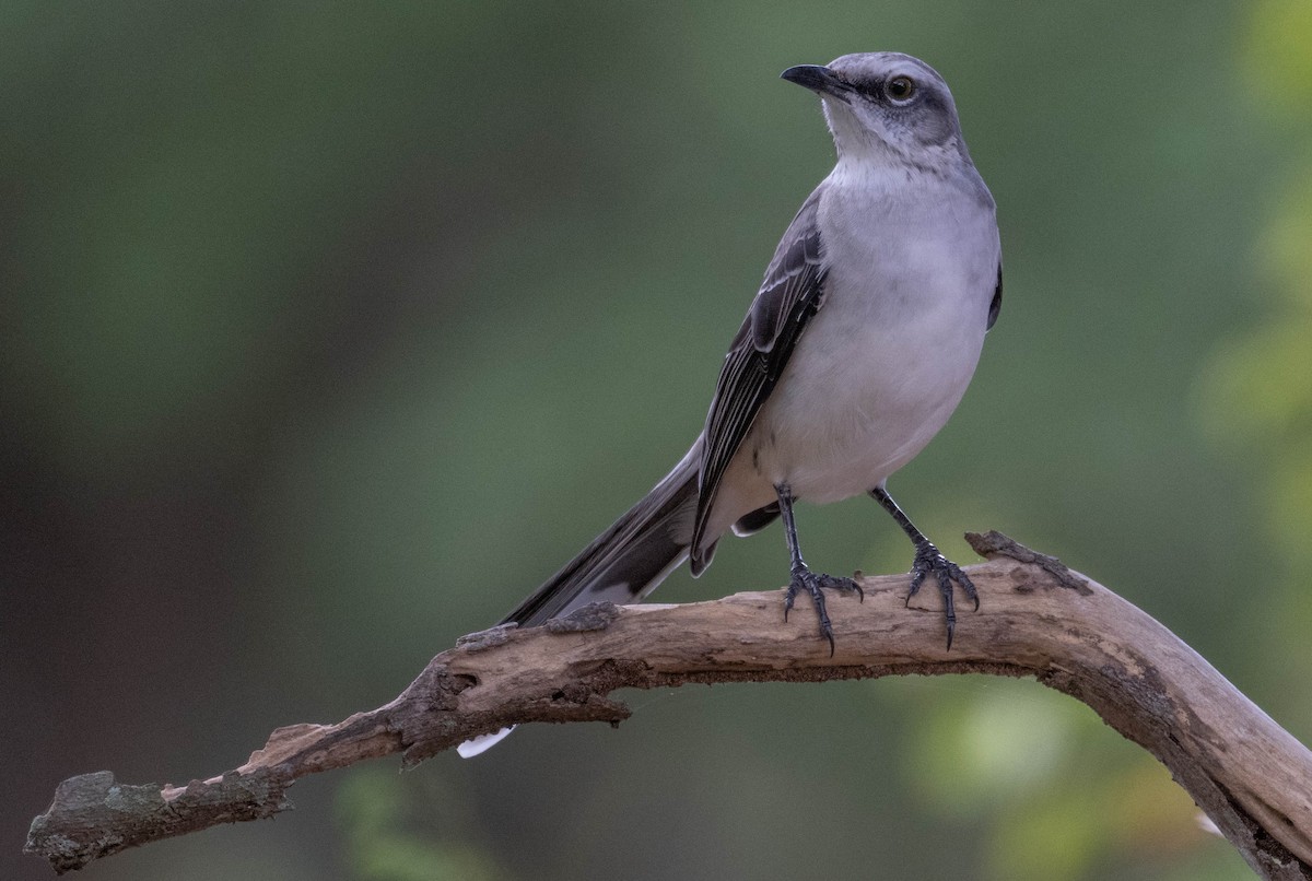 Tropical Mockingbird - ML646420146