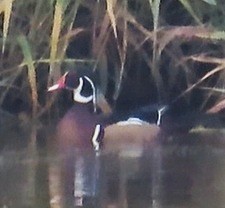 アメリカオシ - ML646420148