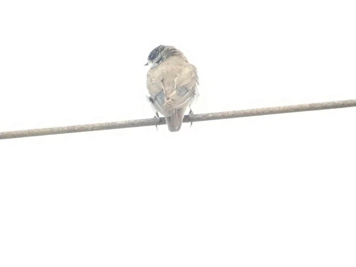 Uhalde-enara arrunta - ML646420157