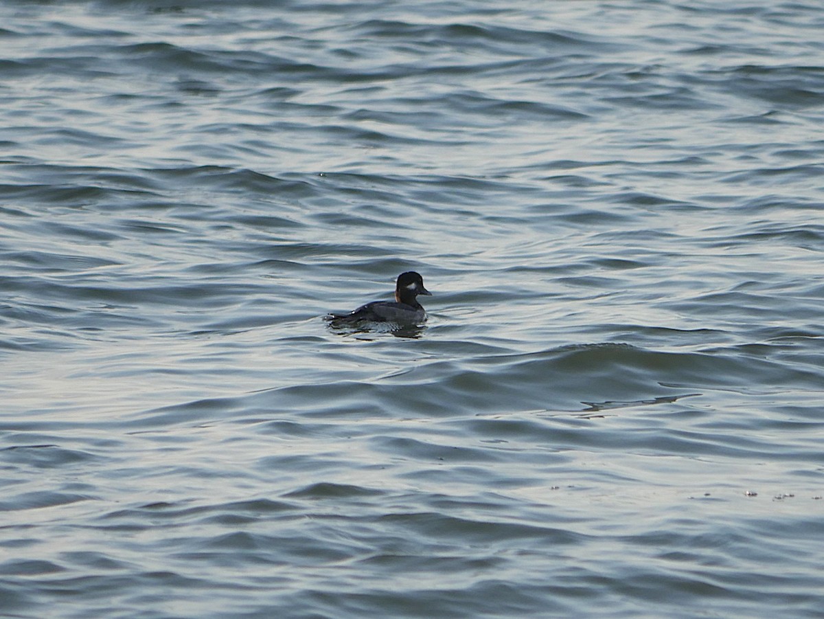 Bufflehead - ML646420158