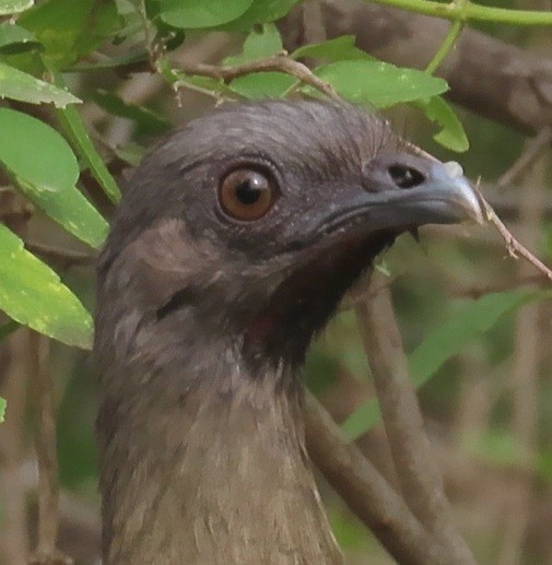 ムジヒメシャクケイ - ML646420159