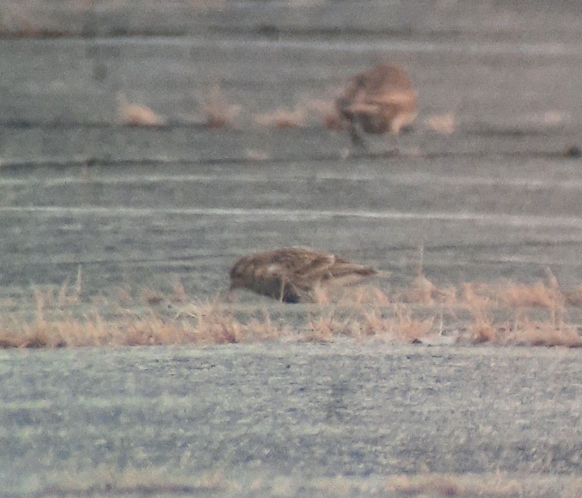 Chestnut-collared Longspur - ML646420160