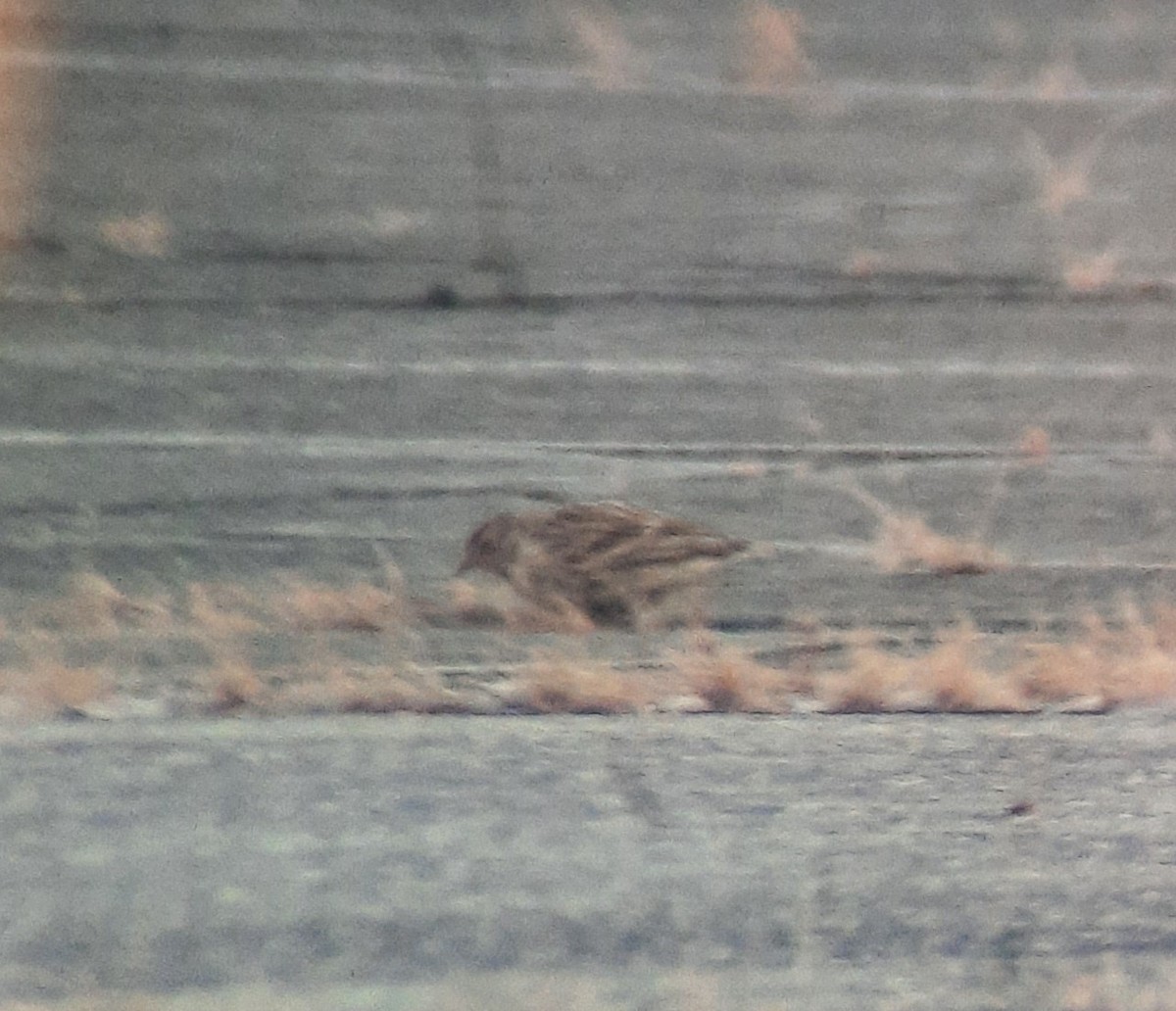 Chestnut-collared Longspur - ML646420161
