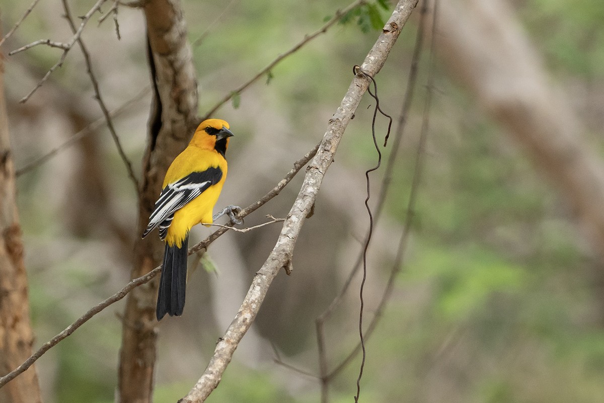 Oriole jaune - ML646420163