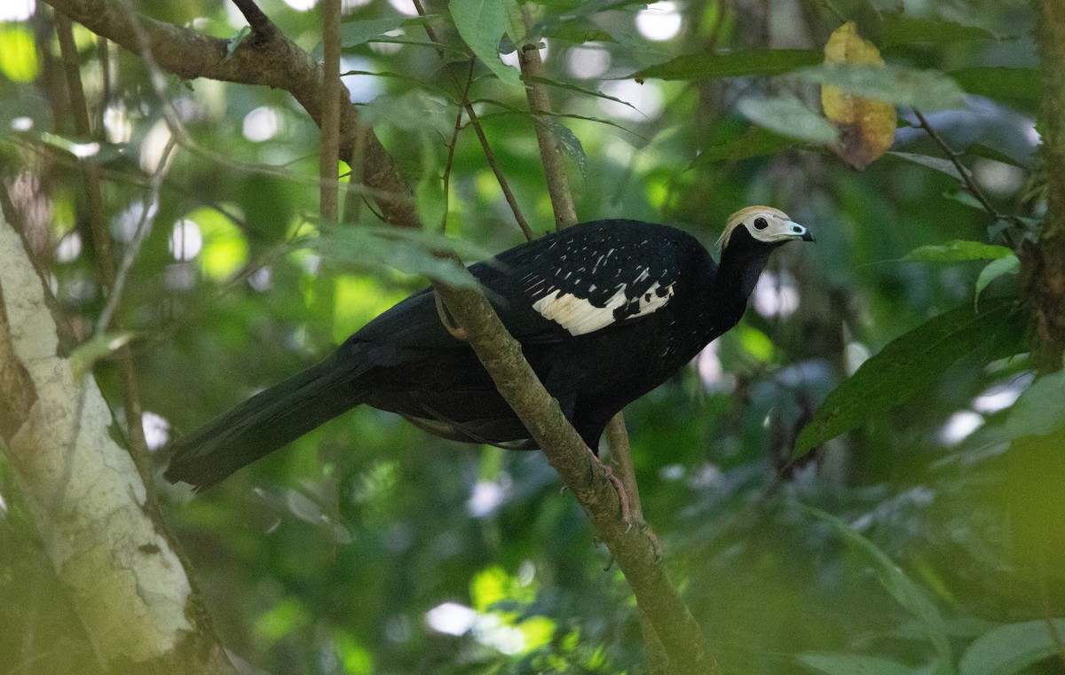 Blue-throated Piping-Guan - ML646420164