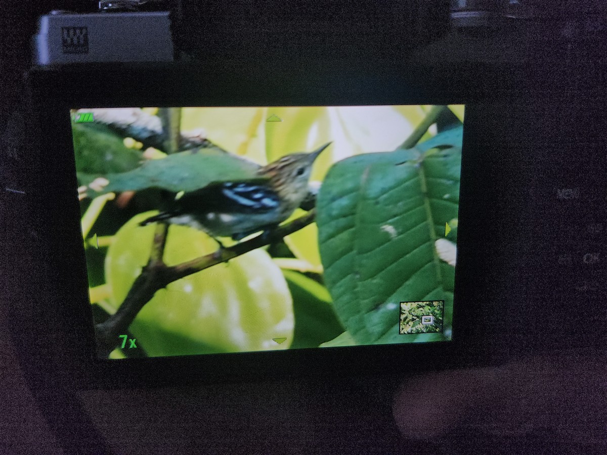 タイヘイヒメアリサザイ - ML646420165