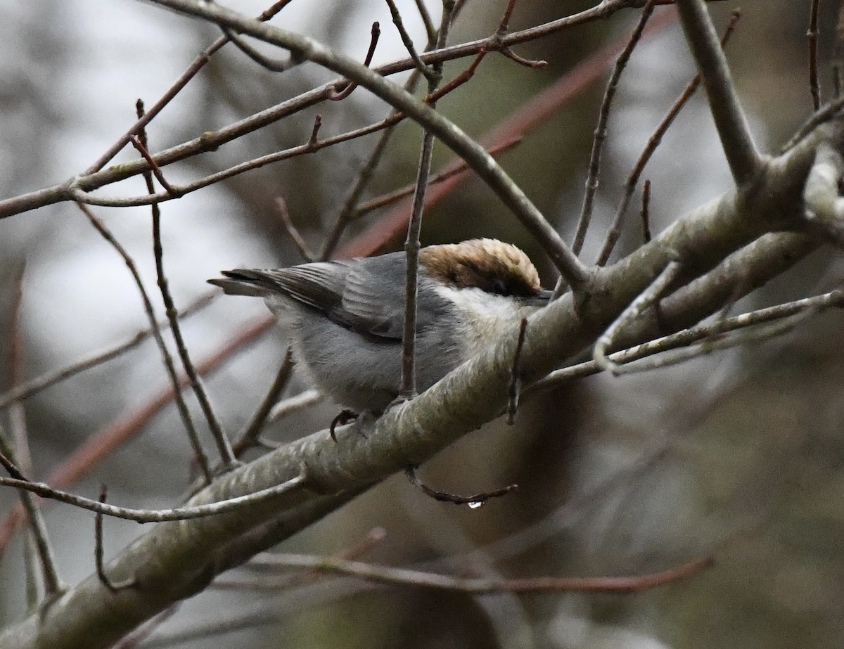 チャガシラヒメゴジュウカラ - ML646420175