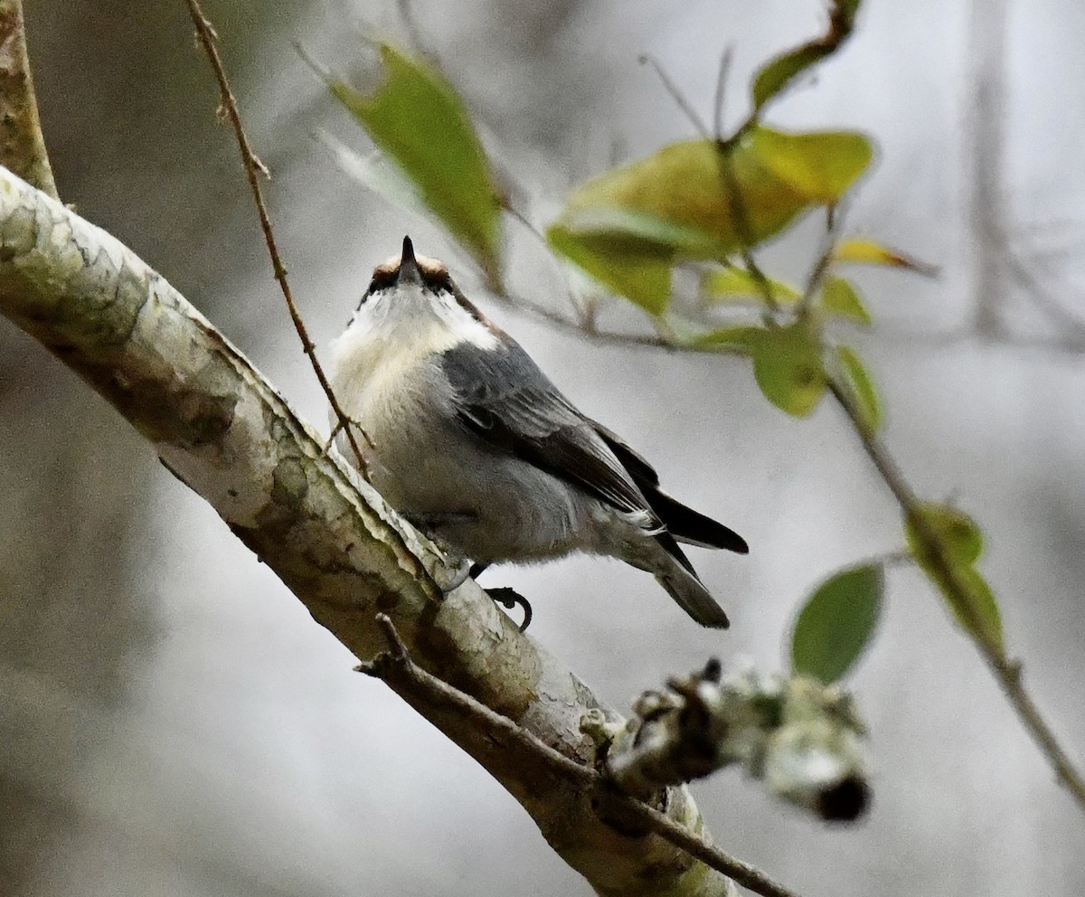 チャガシラヒメゴジュウカラ - ML646420176