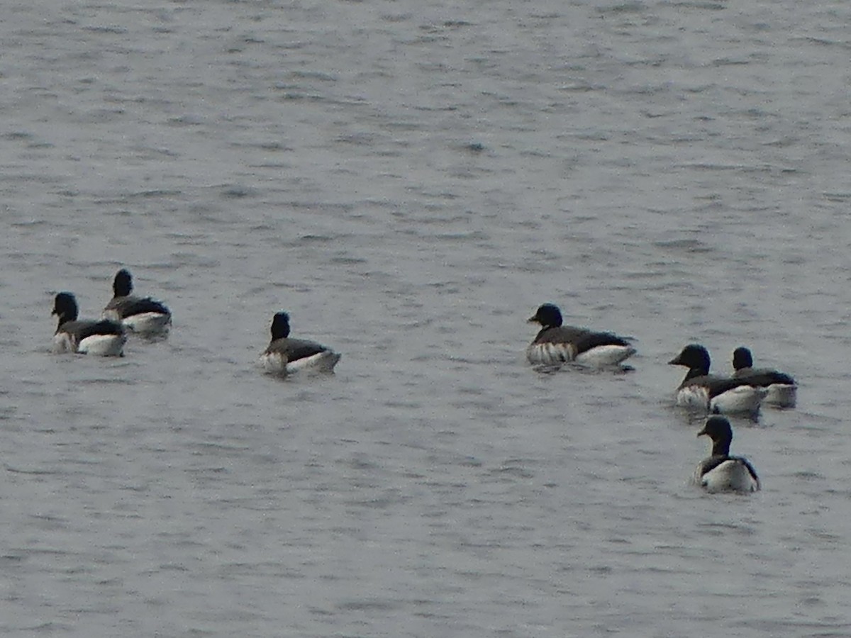 Brant - ML646420179