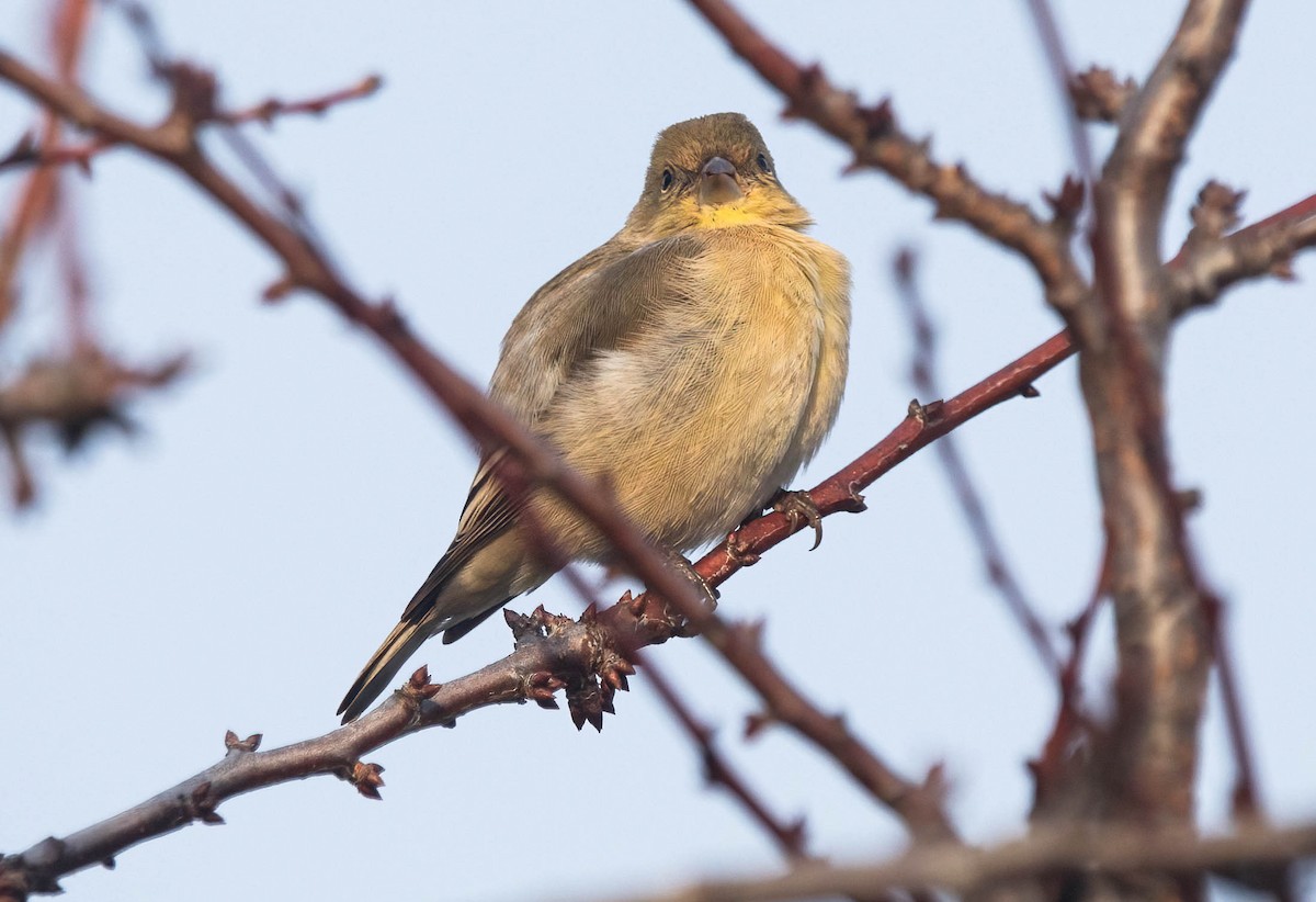 Lesser Goldfinch - ML646420180