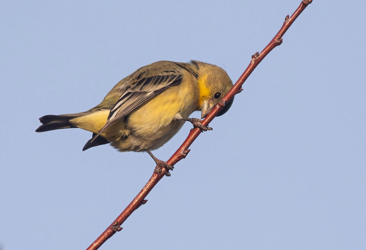 Lesser Goldfinch - ML646420181