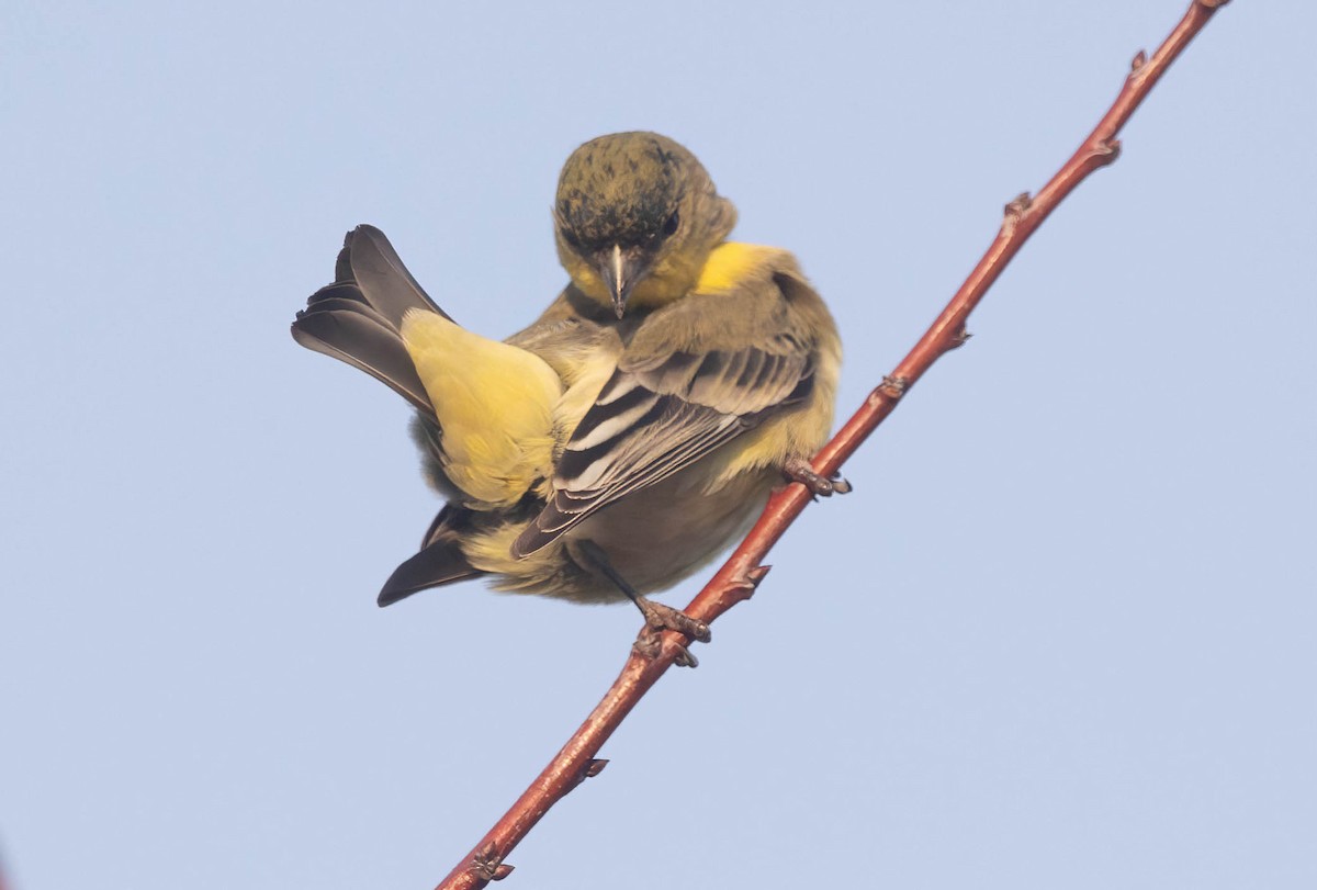 Lesser Goldfinch - ML646420182