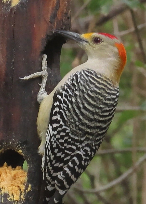 キバナシマセゲラ - ML646420184