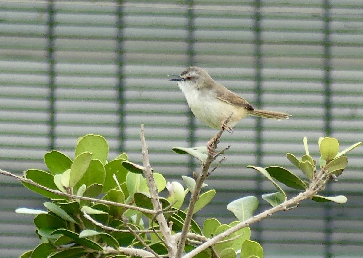 Tawny-flanked Prinia - ML646420185