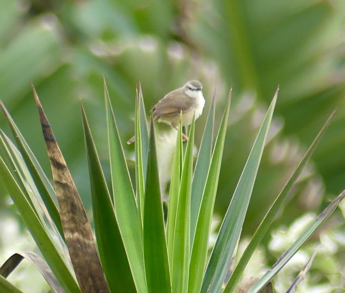 Tawny-flanked Prinia - ML646420186