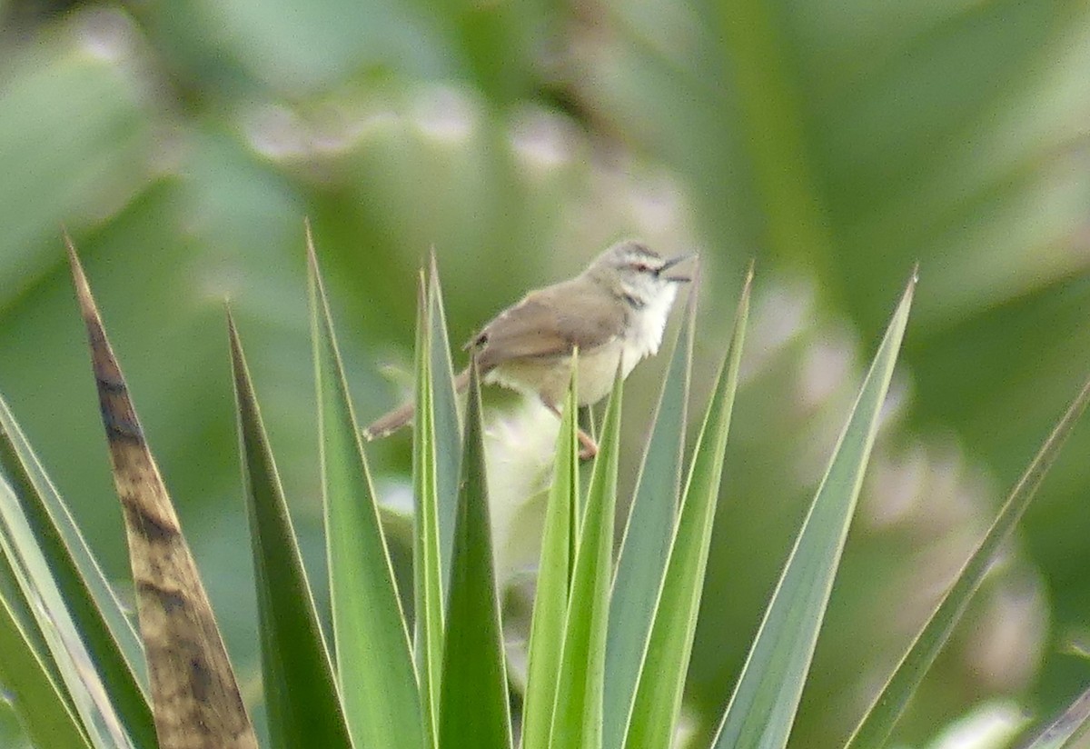 Tawny-flanked Prinia - ML646420187