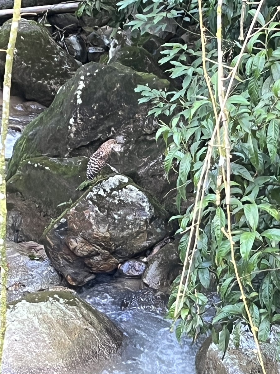 ズグロトラフサギ - ML646420189