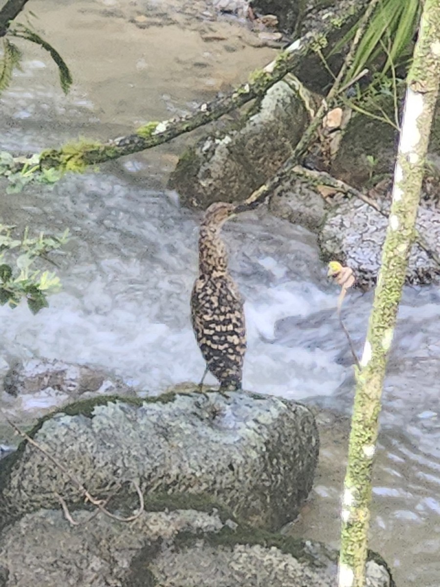 ズグロトラフサギ - ML646420190