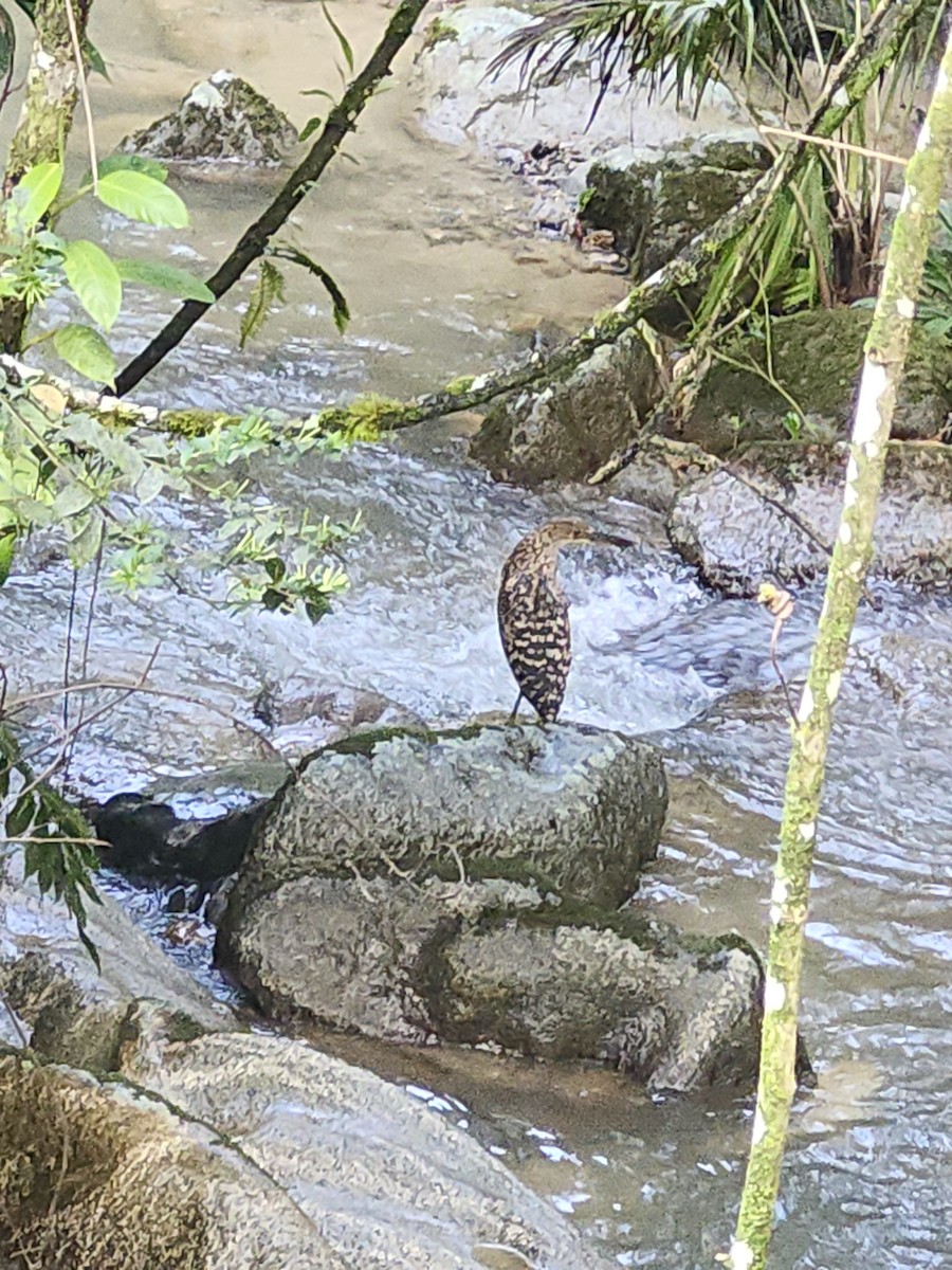 ズグロトラフサギ - ML646420191