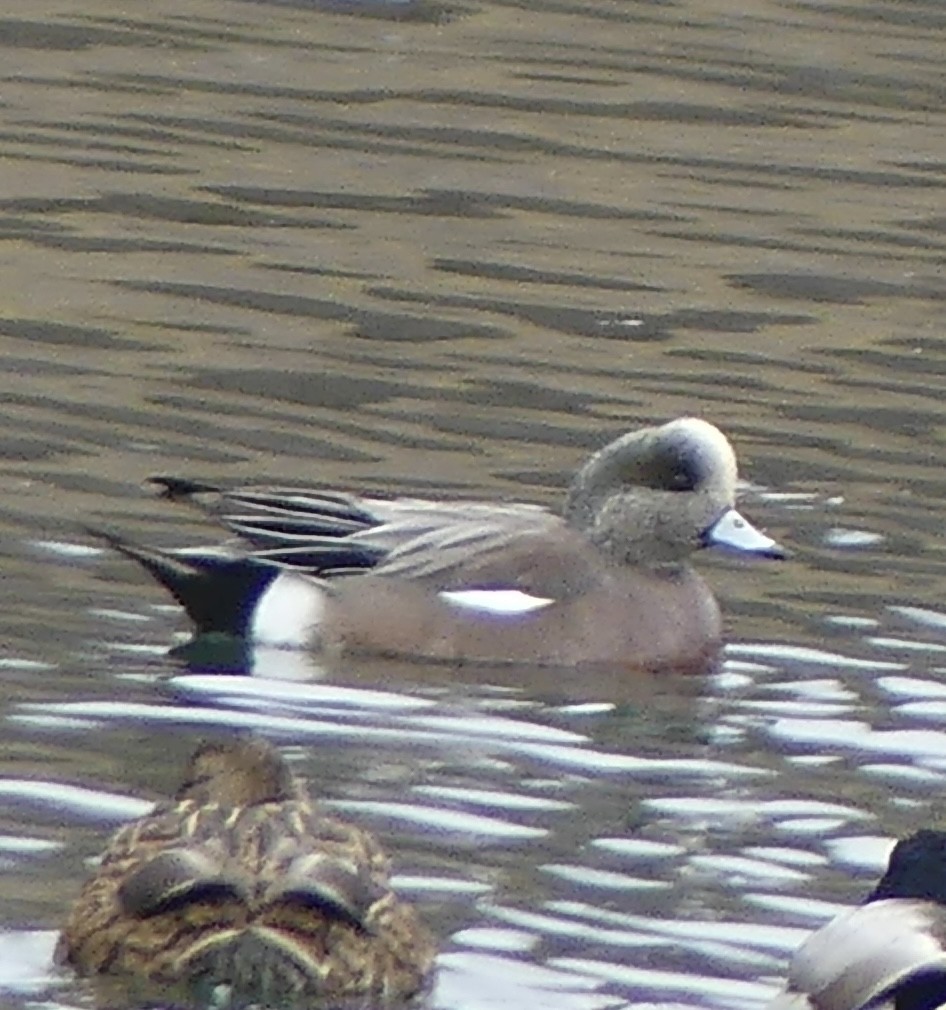 American Wigeon - ML646420193