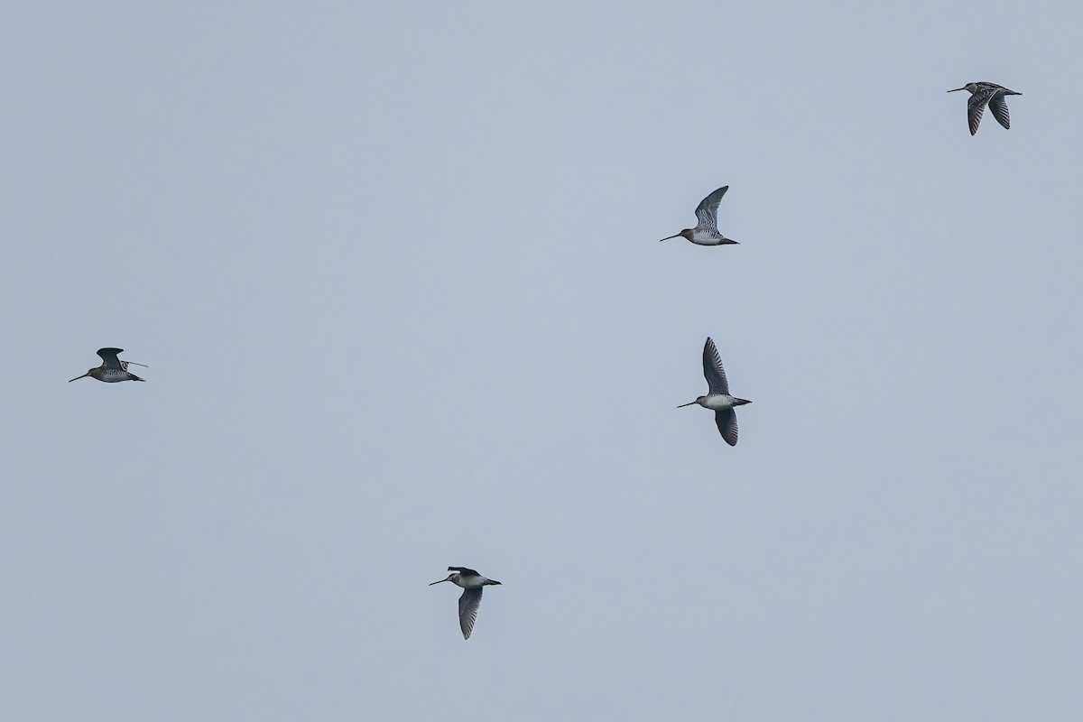 Wilson's Snipe - ML646420195