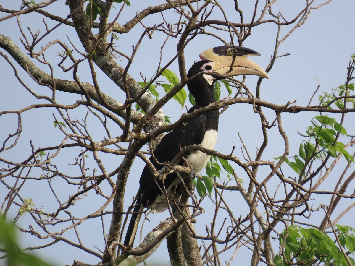 Malabar Pied-Hornbill - ML646420196