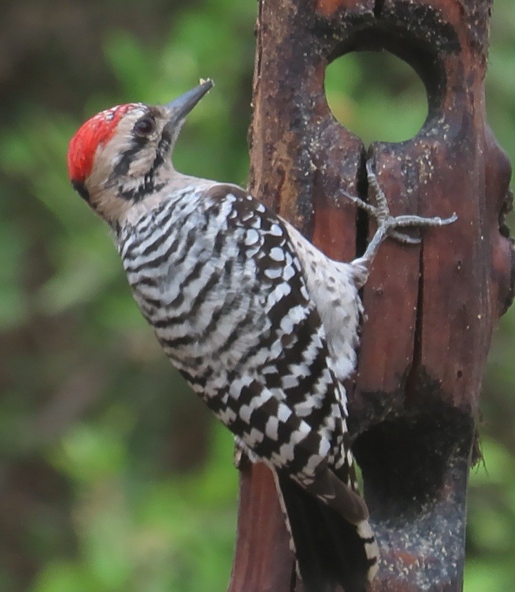 シマアカゲラ - ML646420198