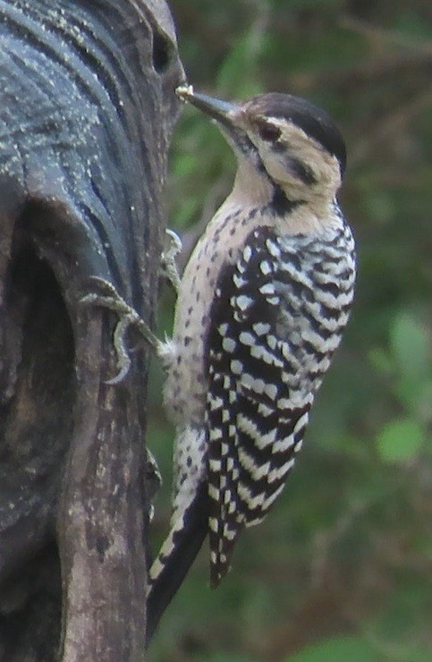 シマアカゲラ - ML646420199