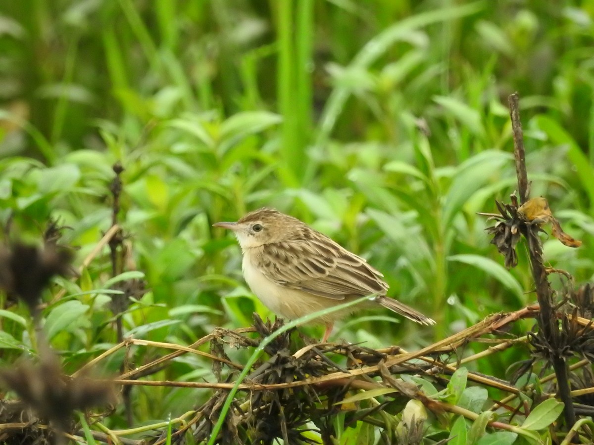 Zitting Cisticola - ML646420200