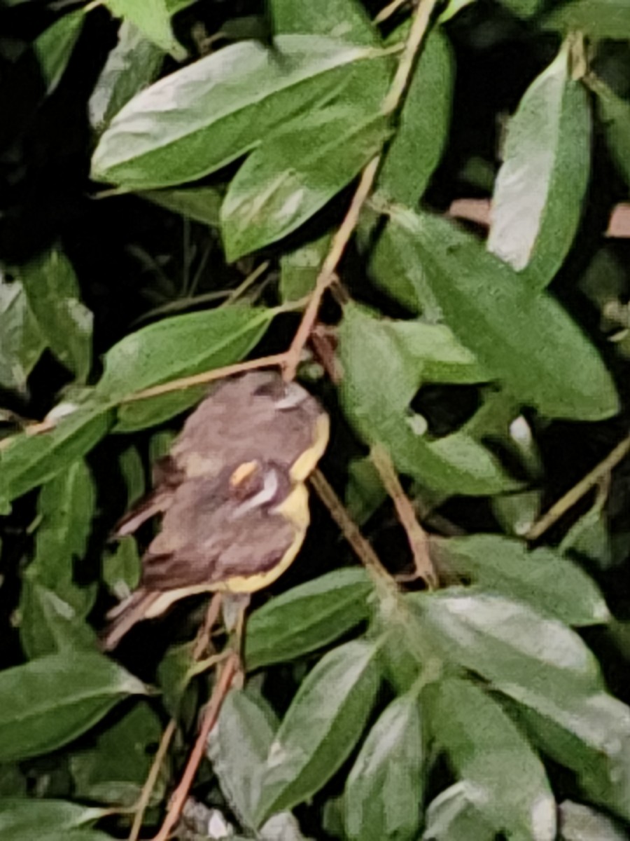 アカボウシヒタキモドキ - ML646420201