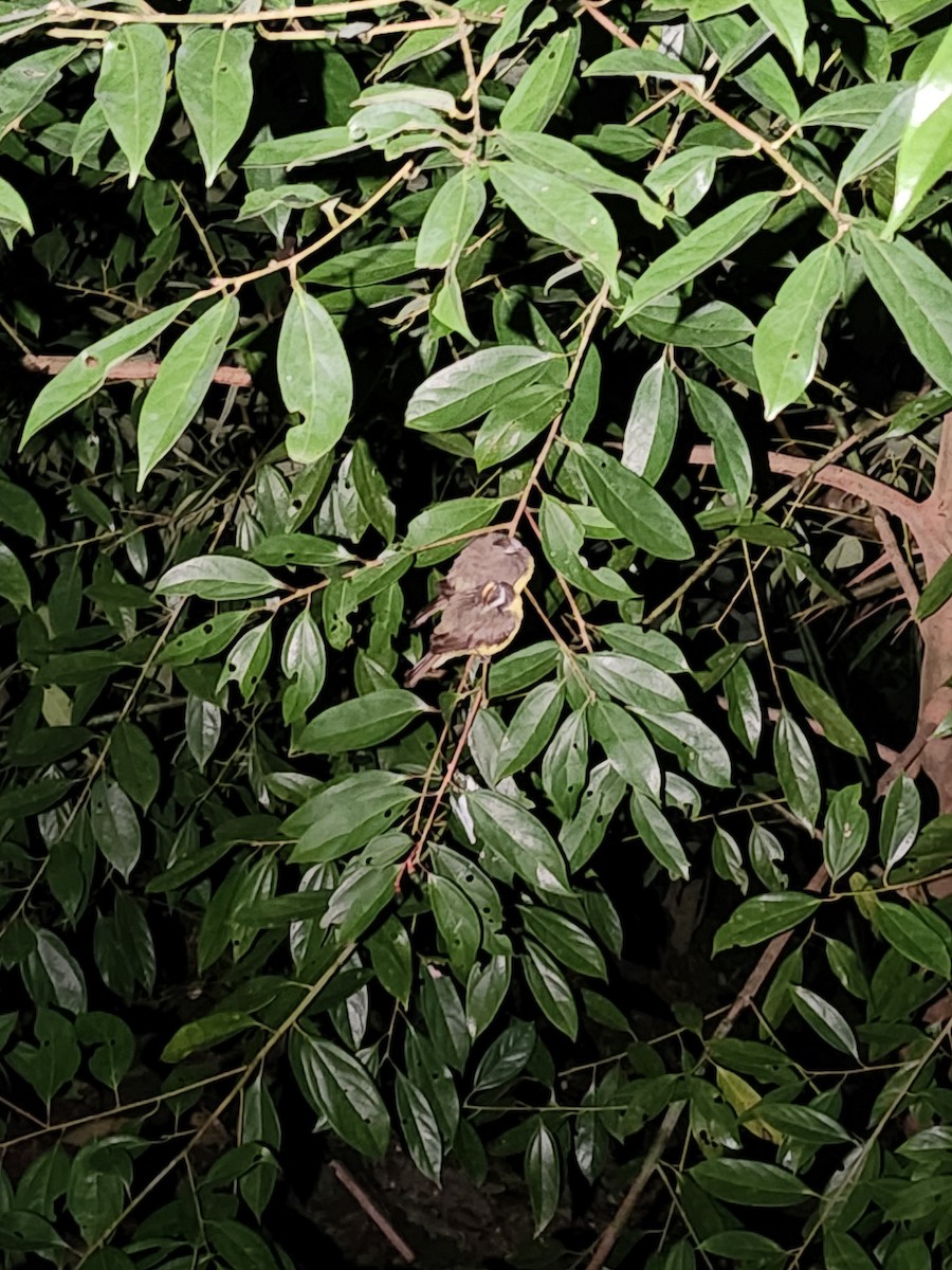 アカボウシヒタキモドキ - ML646420202