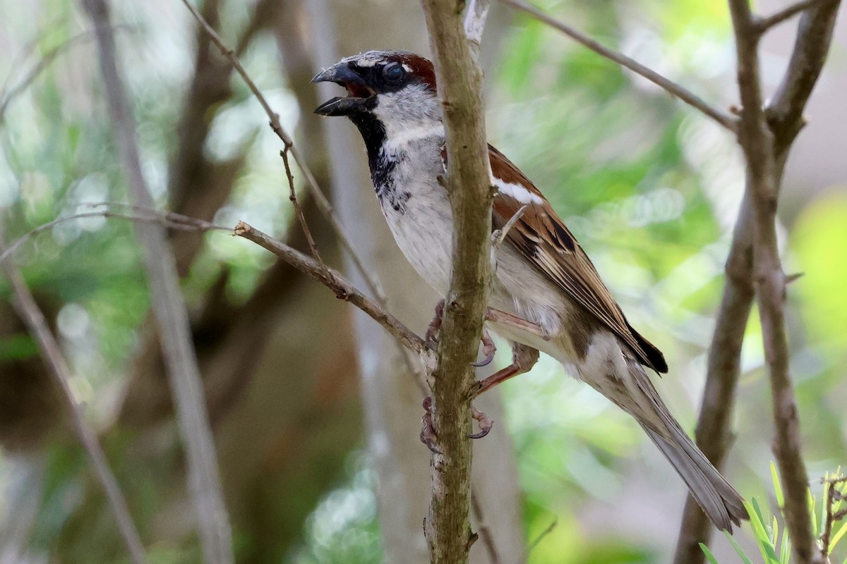 House Sparrow - ML646420205