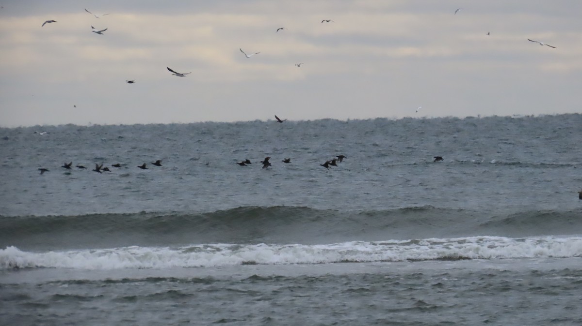 Amerika Kara Ördeği - ML646420207