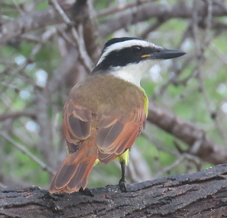 キバラオオタイランチョウ - ML646420208