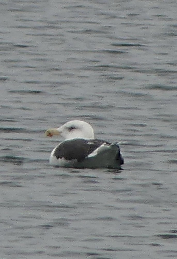 Great Black-backed Gull - ML646420209