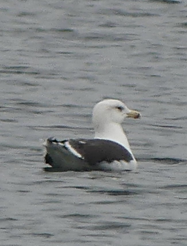 Great Black-backed Gull - ML646420210