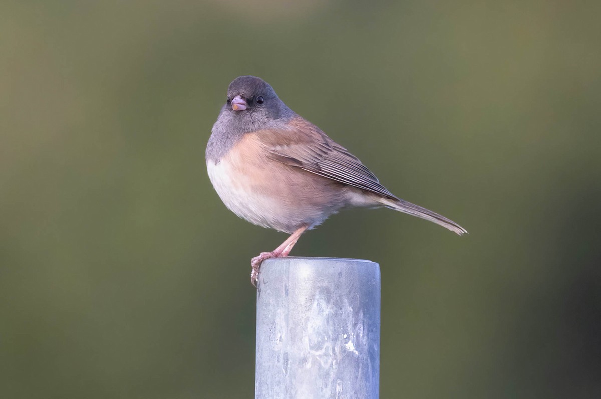 Dark-eyed Junco - ML646420211
