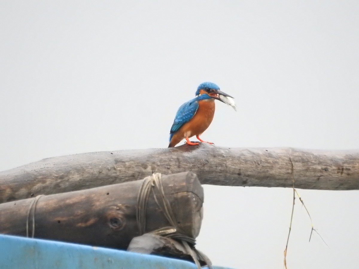 Yalıçapkını - ML646420212