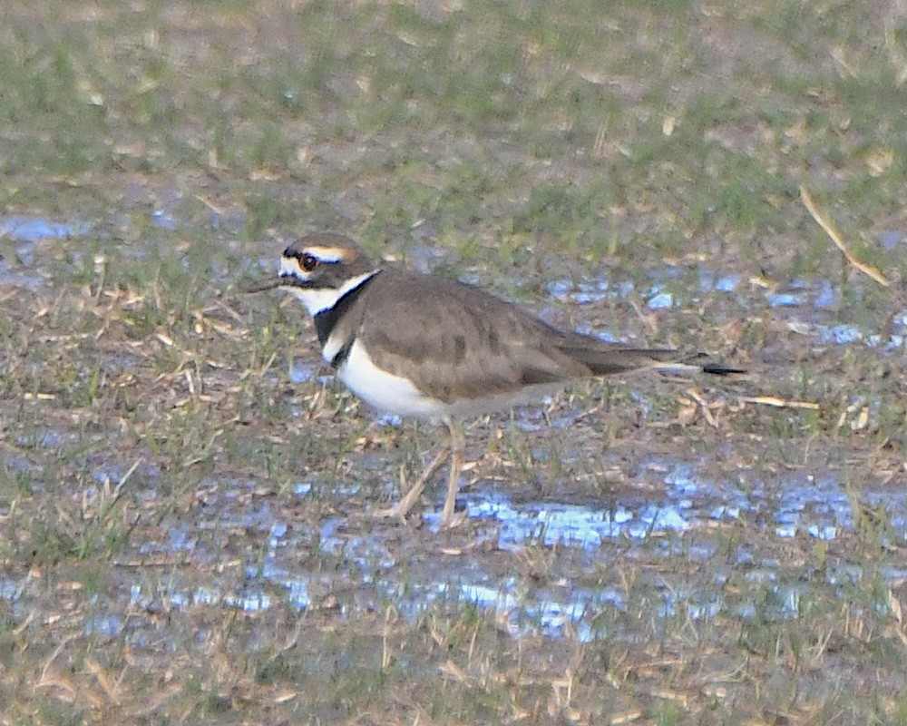 kulík rezavoocasý - ML646420214